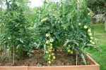 Plantación de tomates en Cantabria