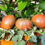 Tomates abigarrados