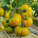 Tomate amarillo