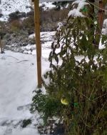 Plantación de Tomates