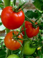 Plantación de tomates